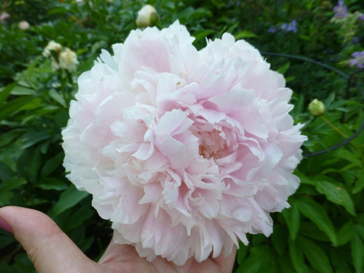 Пион Джуличка