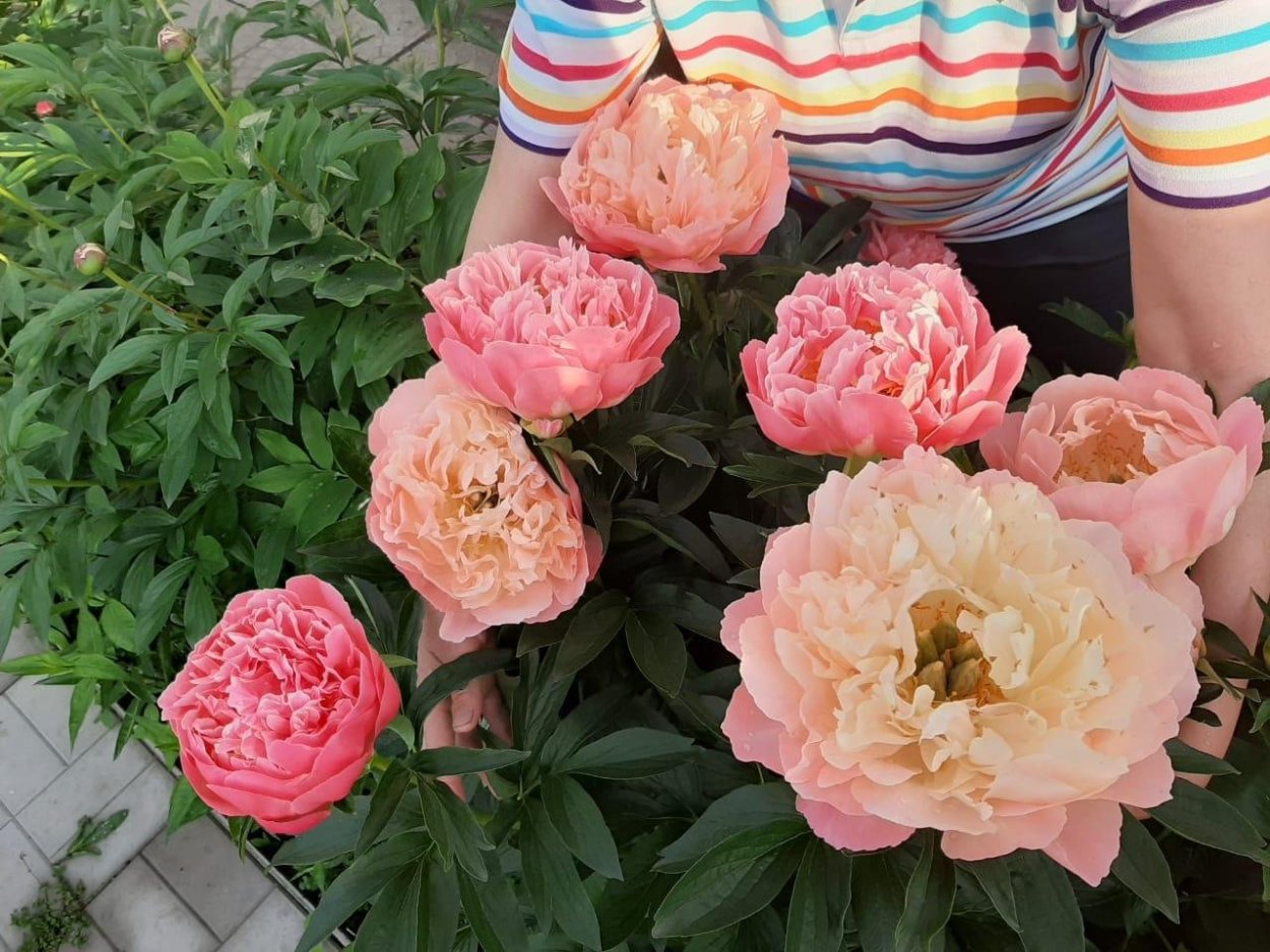 Пион Pink Cotton Candy