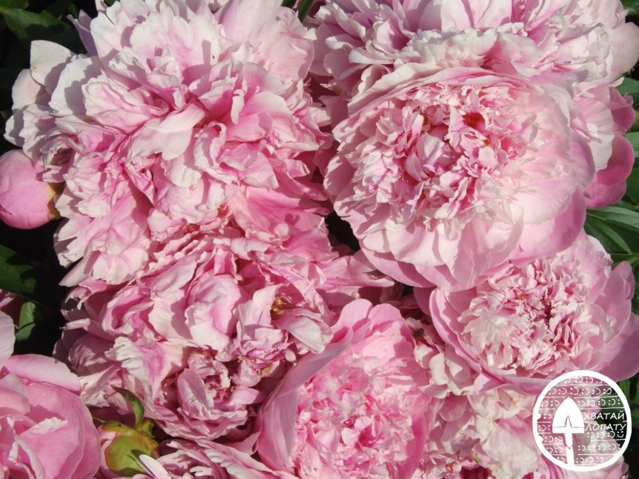 Пион Garden parfait