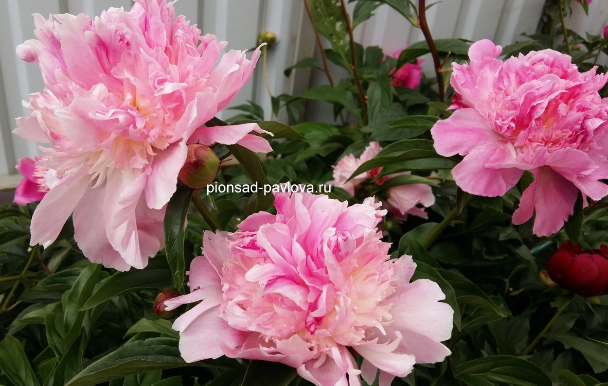 Пион молочноцветковый Белльвилль