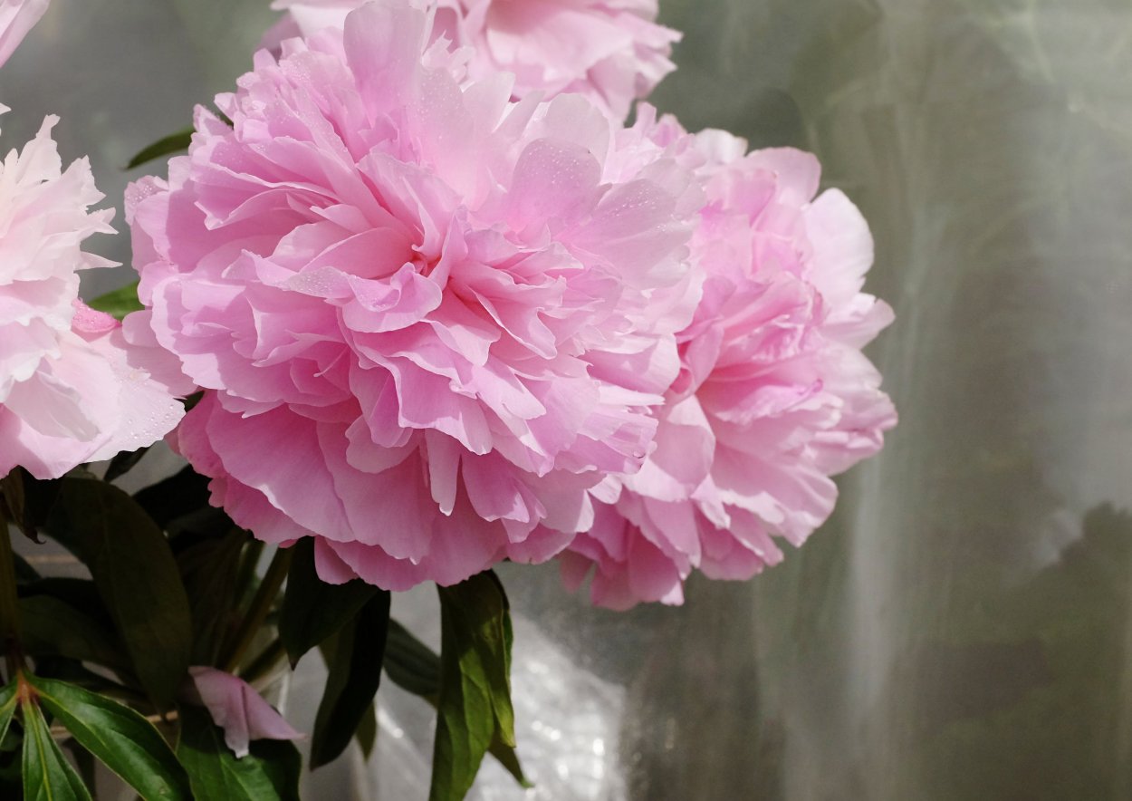 Chiffon parfait пион