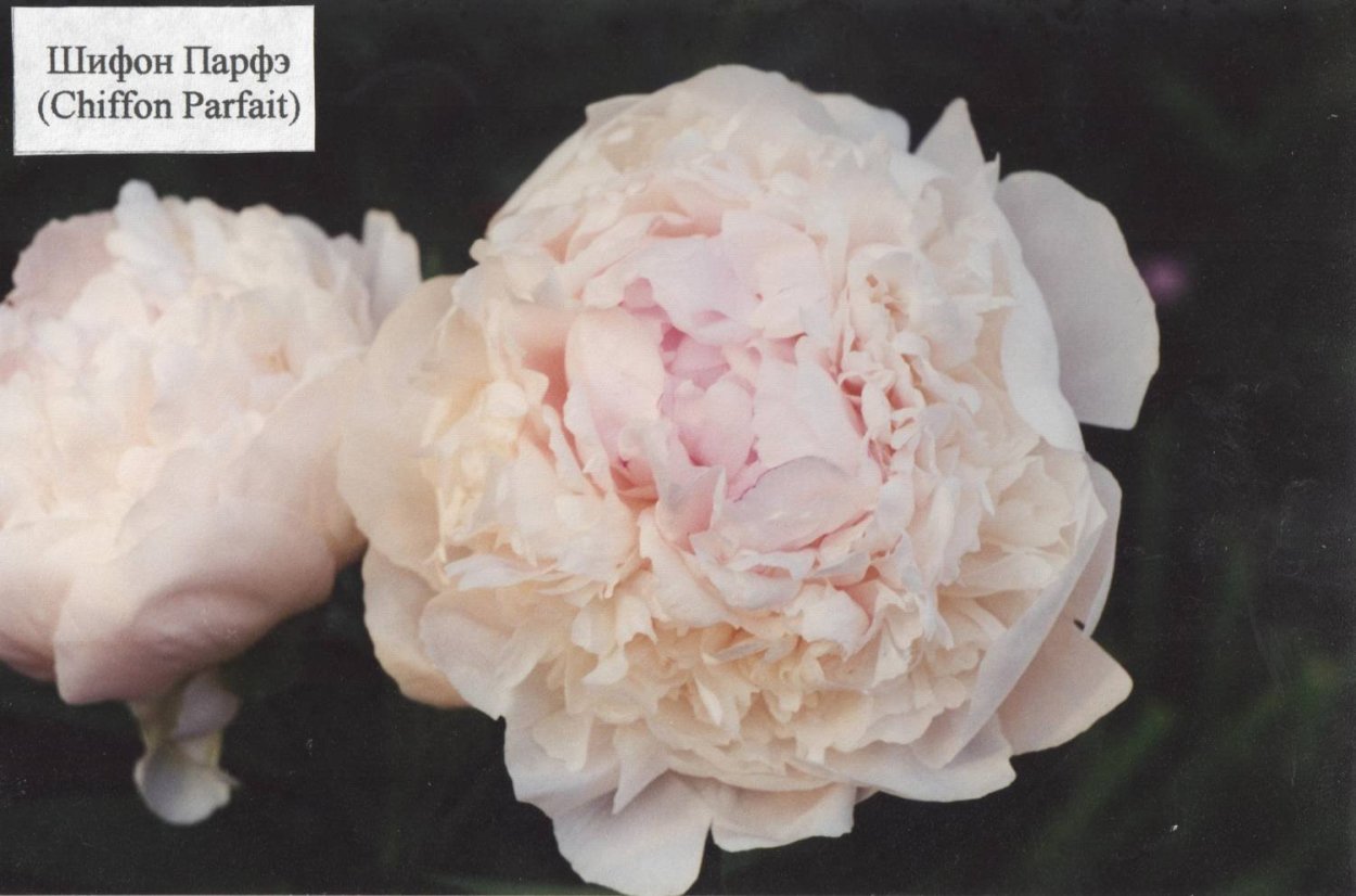 Пион Джулиска