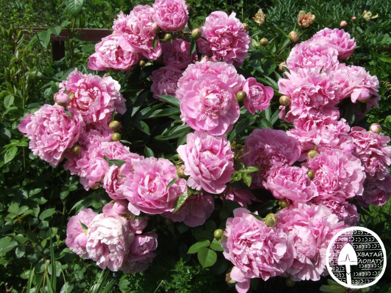 Пион Pink Tinkerbelle