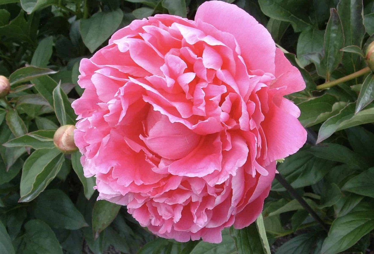 Пион молочноцветковый (Pink parfait)