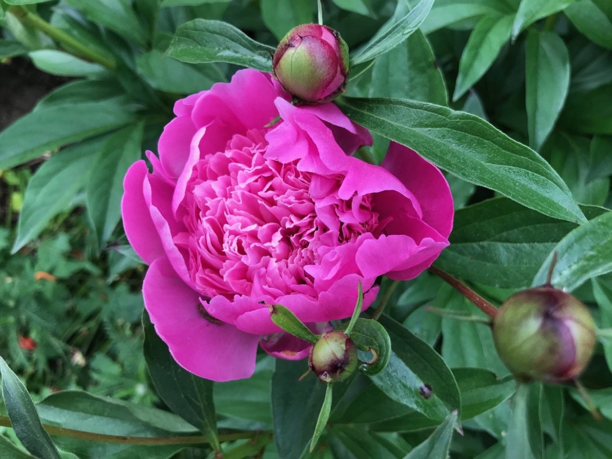 Пион шифон Парфайт