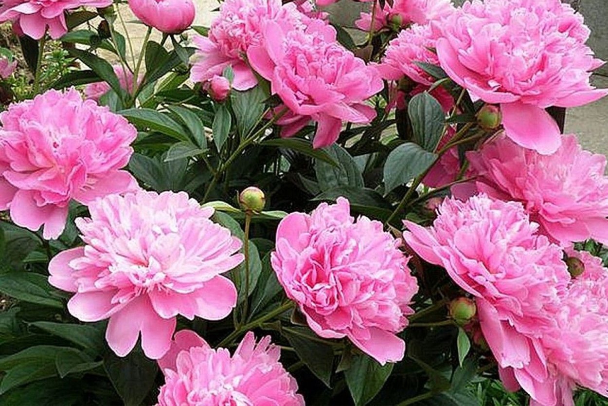 Пион шифон Парфе