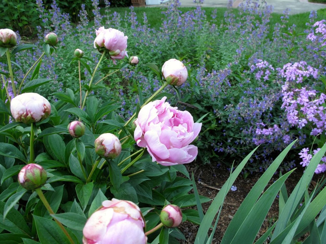 Пион коттон Кэнди