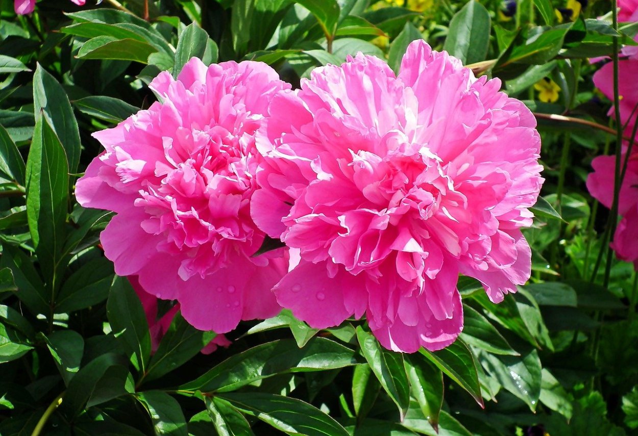 Chiffon parfait пион