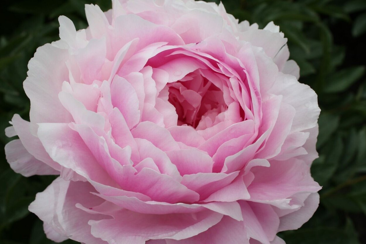 Пион Шиффон Парфэ