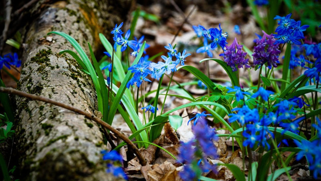 Синие цветочки в лесу