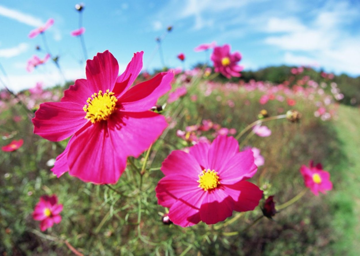 Полевой цветок Медовник сиреневый