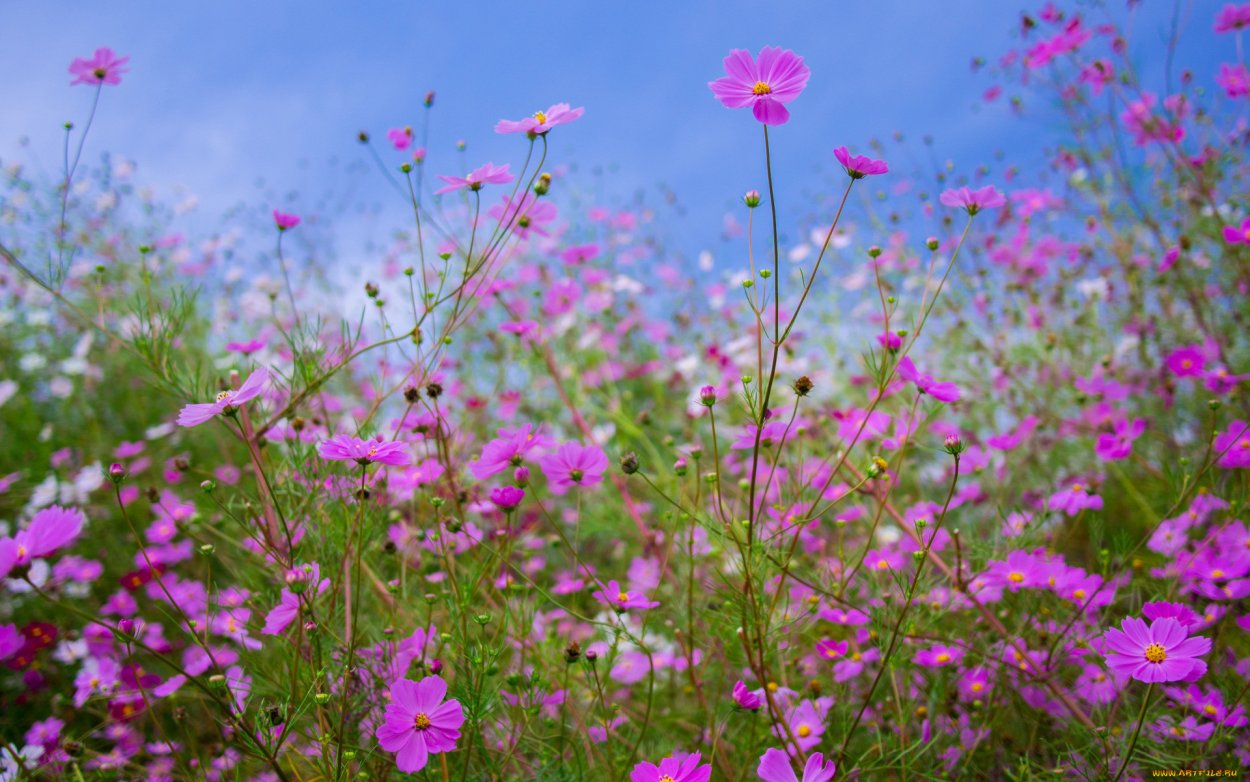 Космея поле