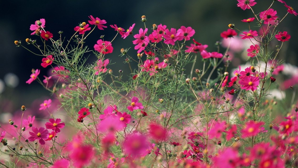 Красные полевые цветы