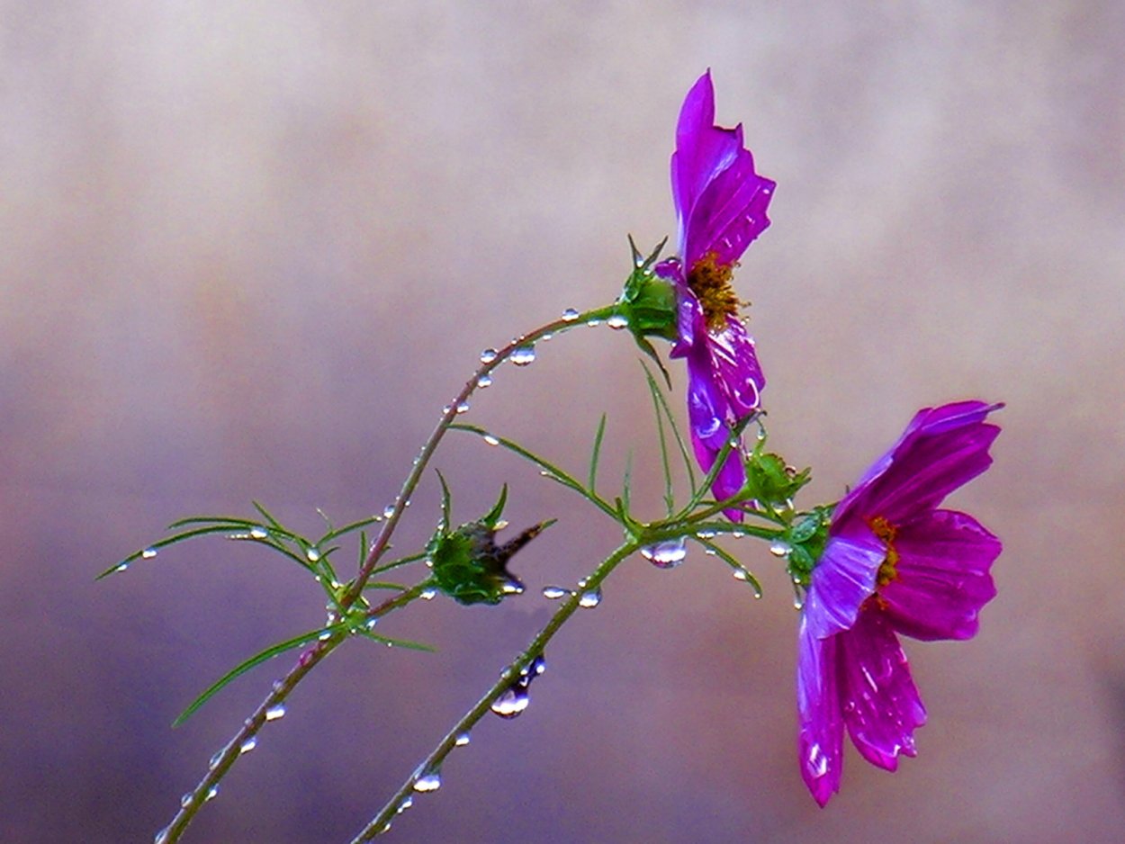 Вереск обыкновенный Яна