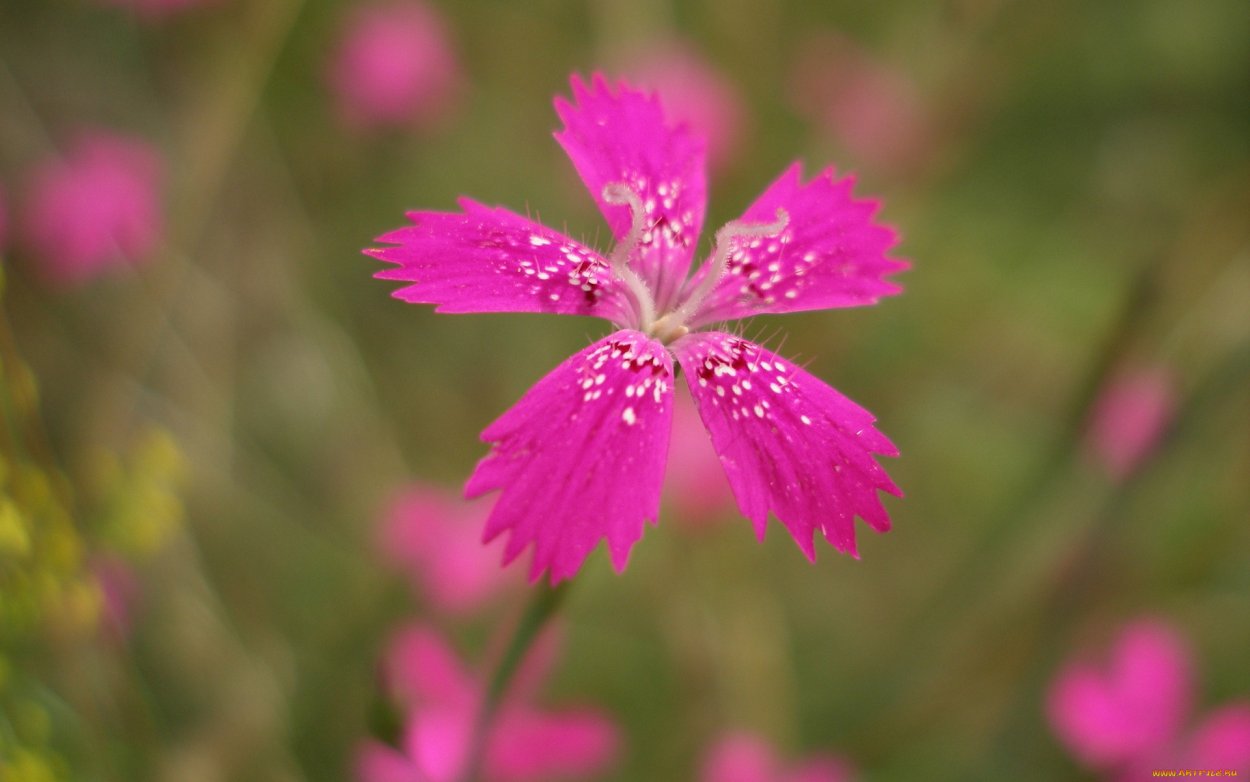 Розовые полевые цветы