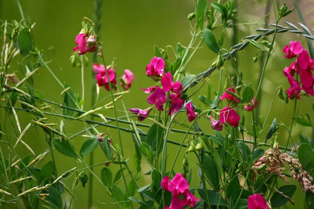 Василек многолетний Ясная Поляна