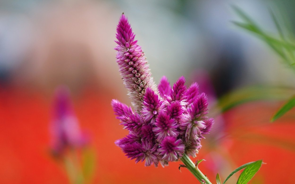 Василек полевой