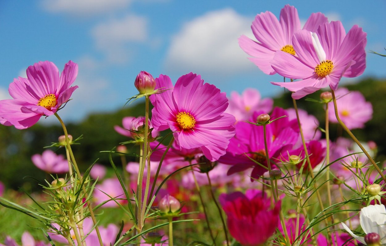 Боголюбский луг растения