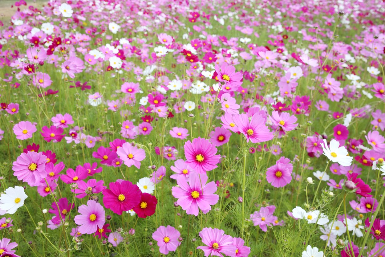 Гвоздика Полевая