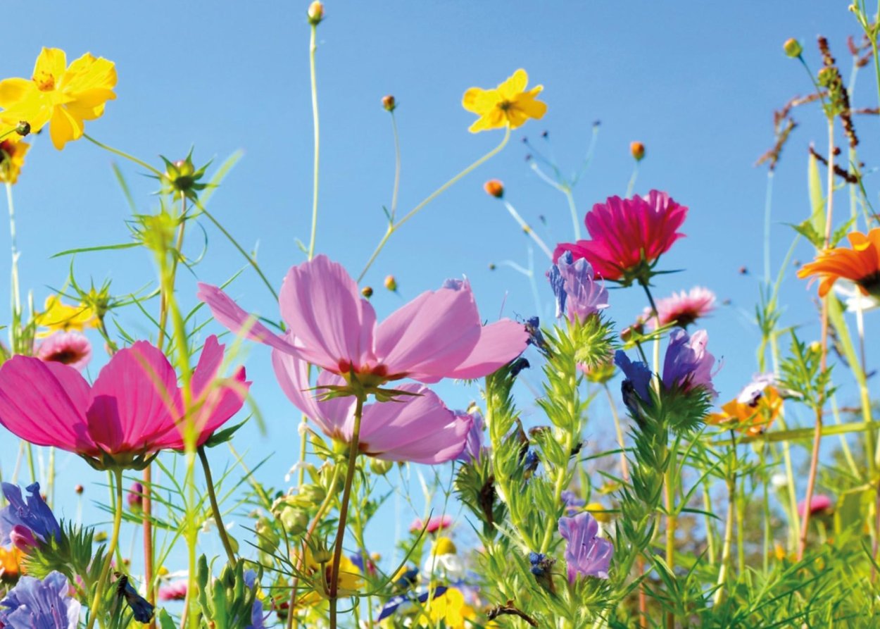 Обои на рабочий стол полевые цветы