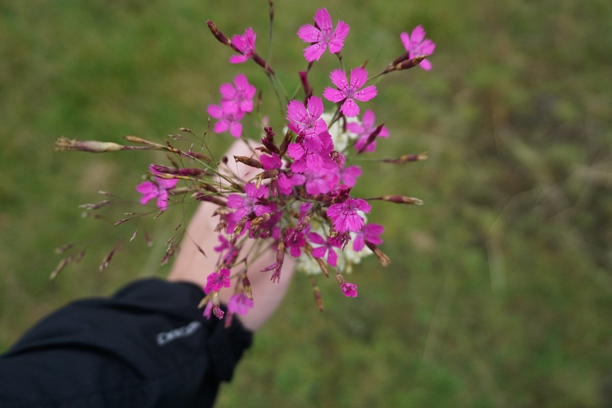 Луговые цветы