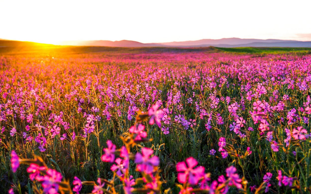 Малиновые цветы полевые