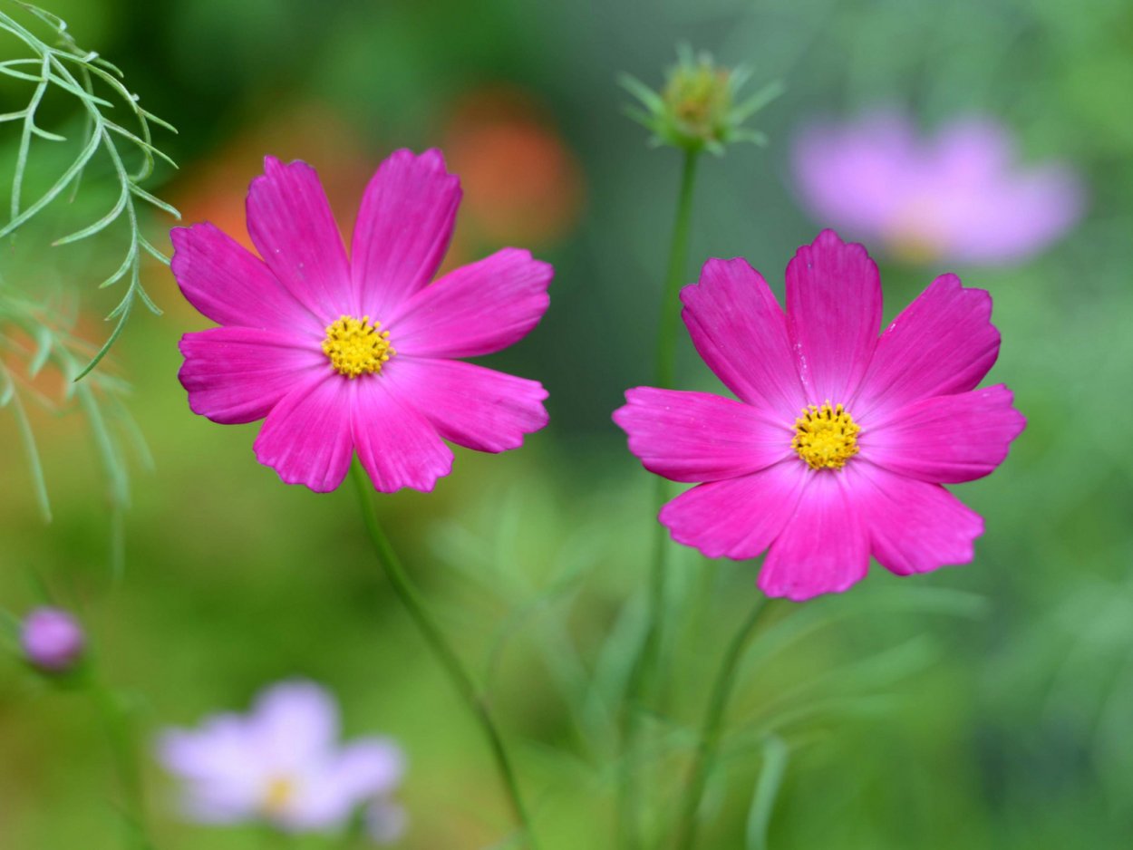 Цветы космея разнотравье