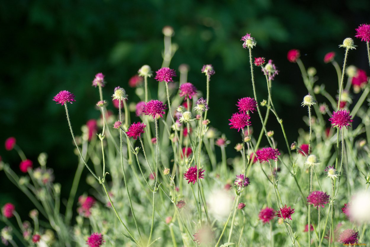 Луговые цветы