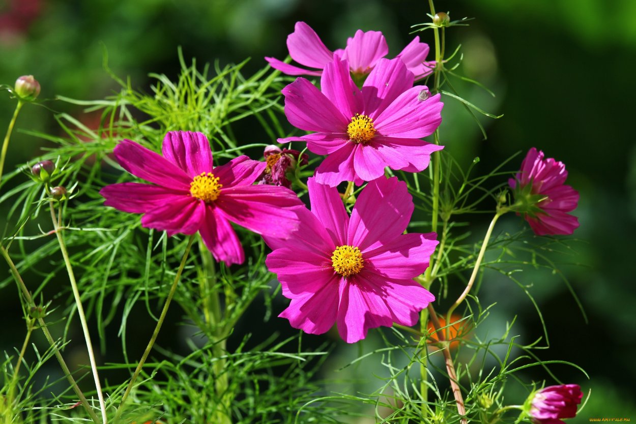 Розовые луговые цветы