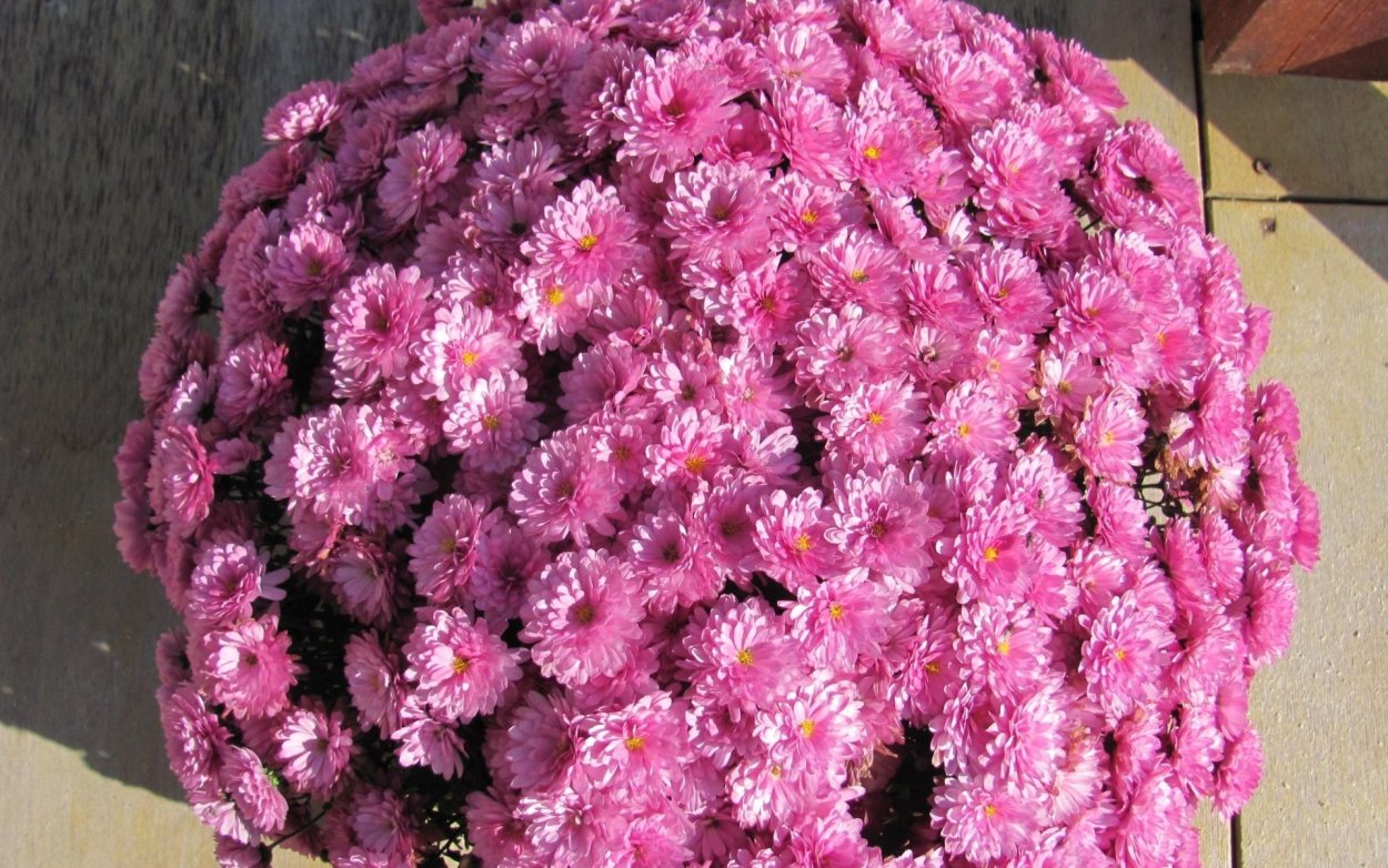 Хризантема мультифлора Балиос