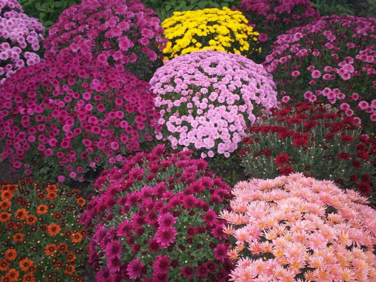 Хризантема мультифлора шаровидная многолетняя