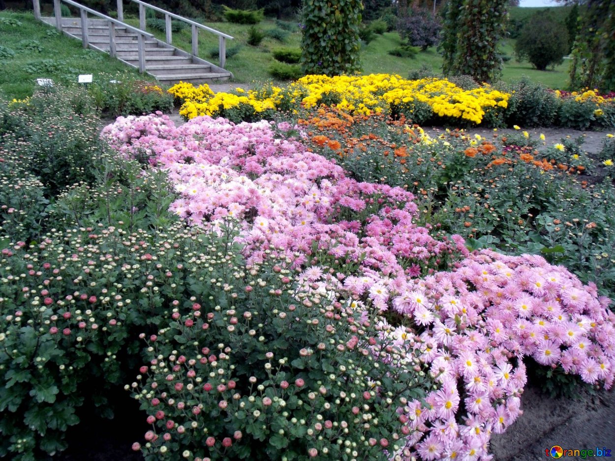 Хризантемы сентябринки