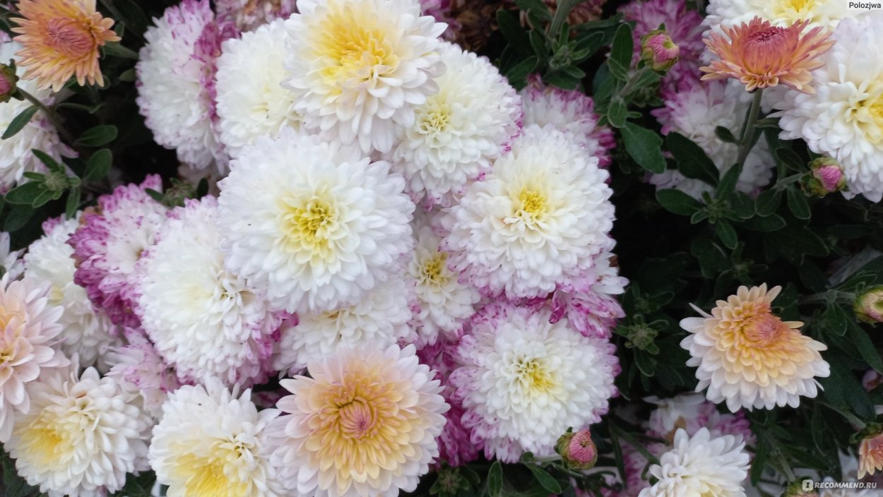 Хризантемы на клумбе