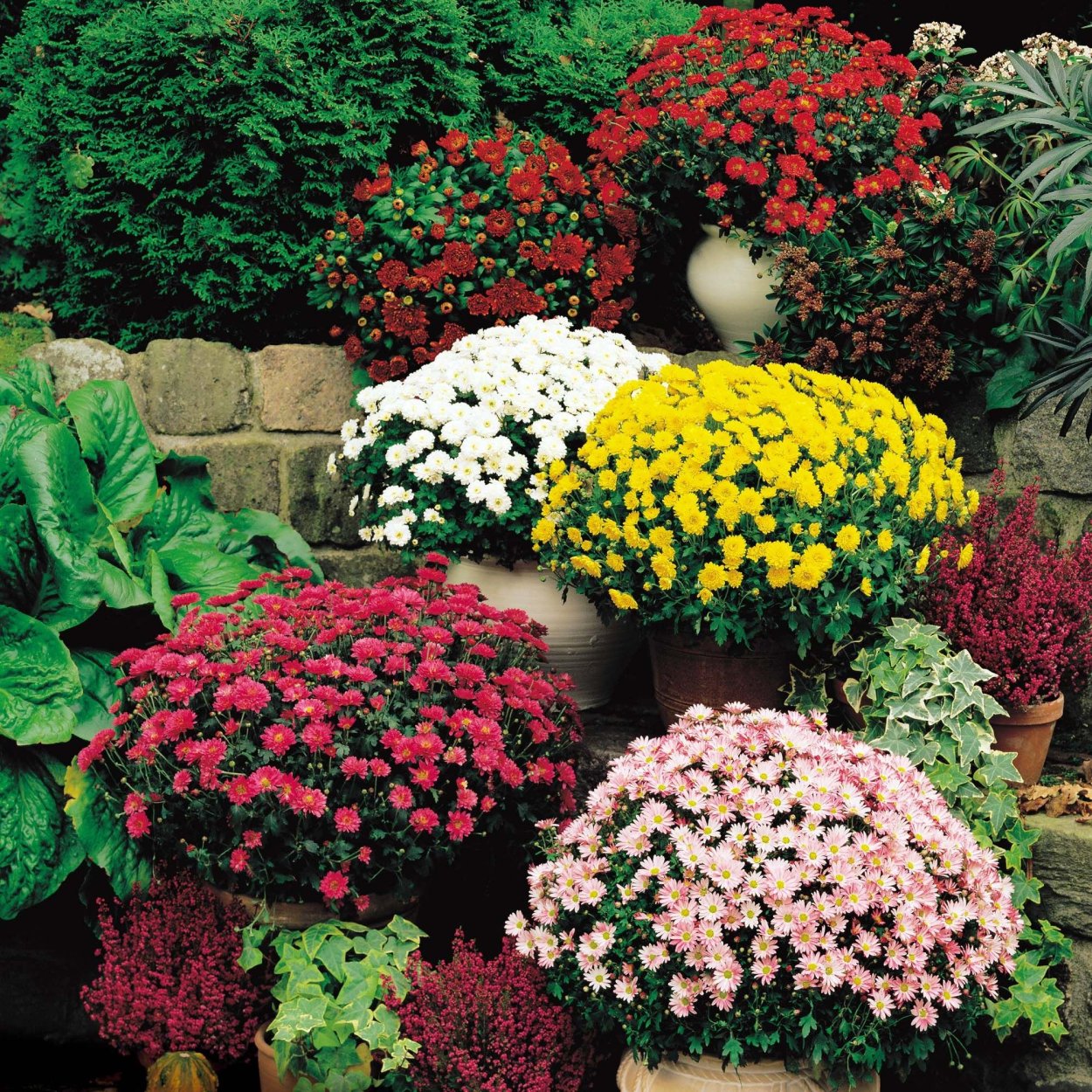 Хризантема мультифлора грандифлора