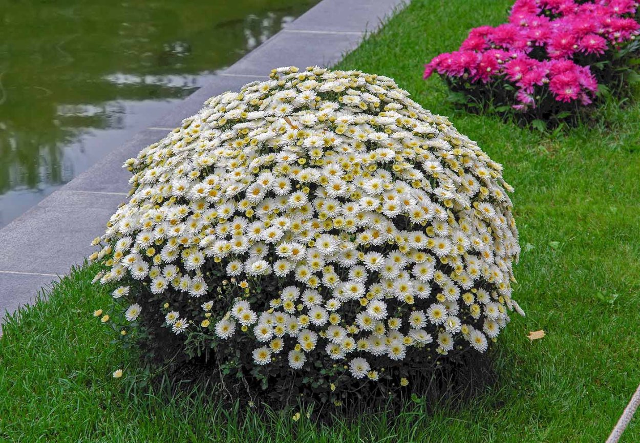 Ампельная Хризантема