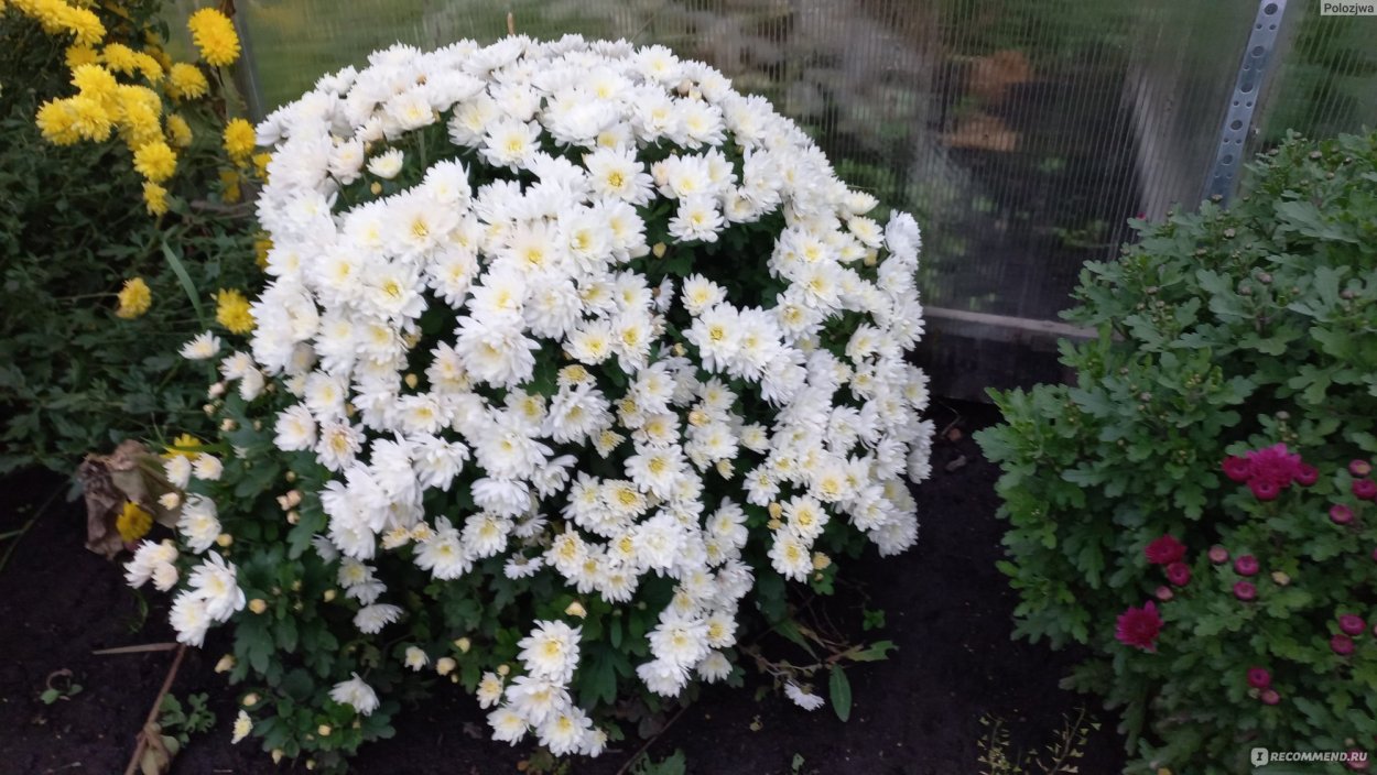 Дубки шаровидные хризантемы