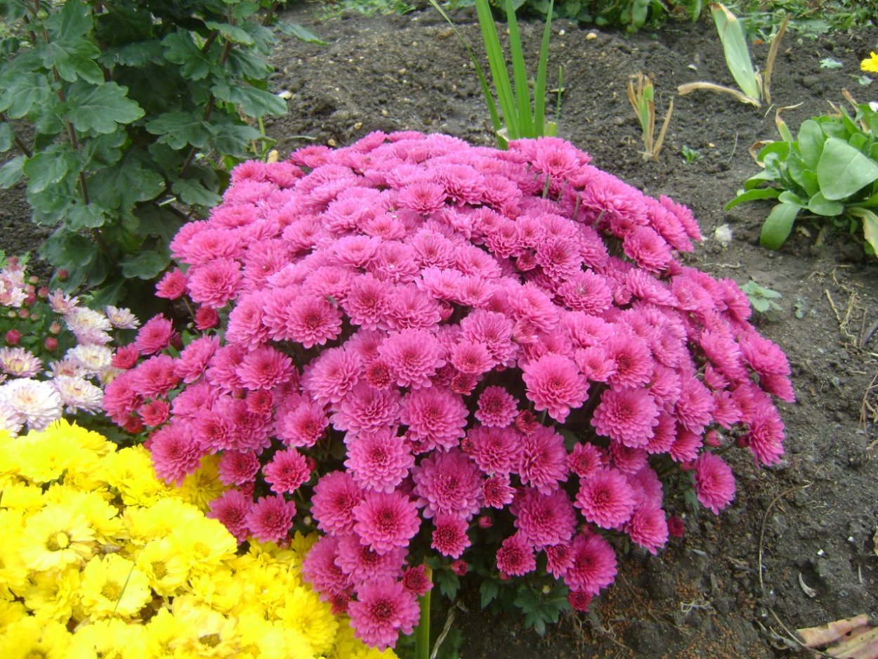 Астра многолетняя мультифлора