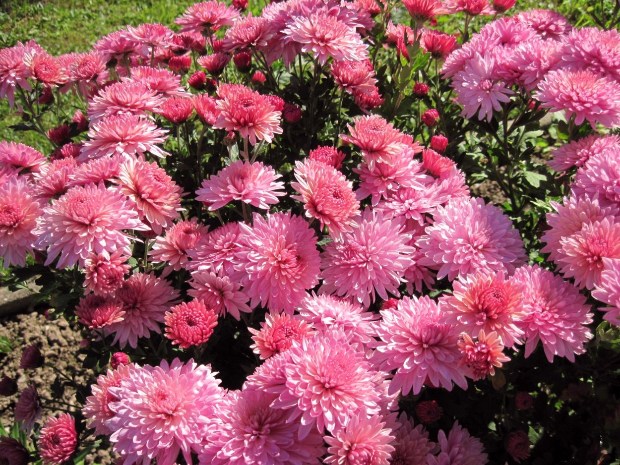 Астра Элизабет. Желтый