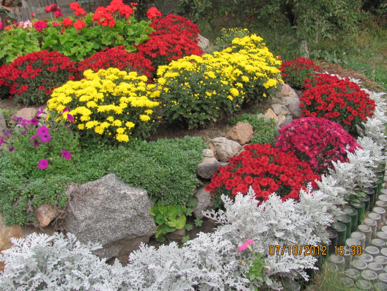 Хризантема мультифлора шаровидная клумба