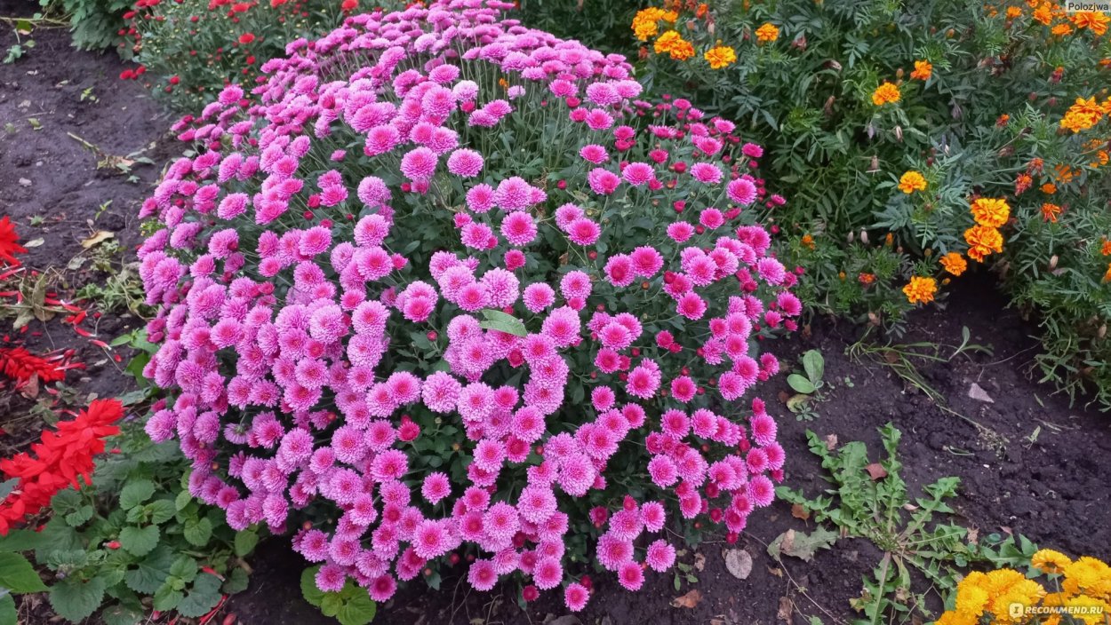 Хризантема мультифлора Балиос