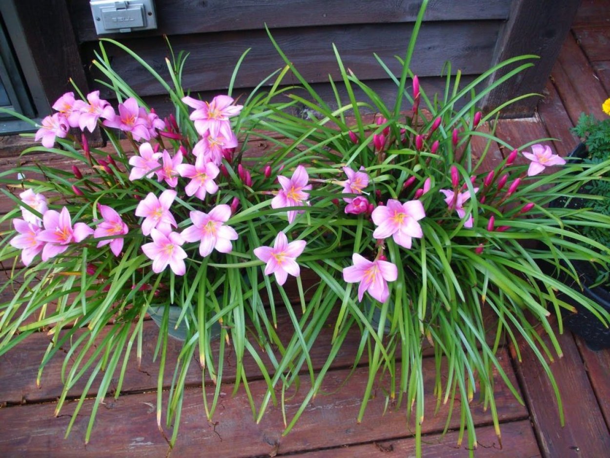 Зефирантес розовый