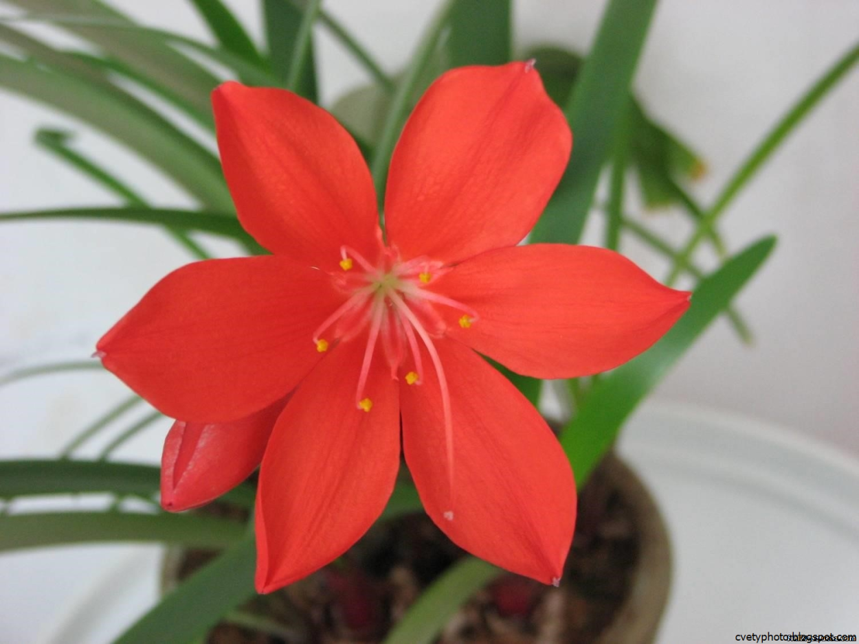 Амариллис Валотта