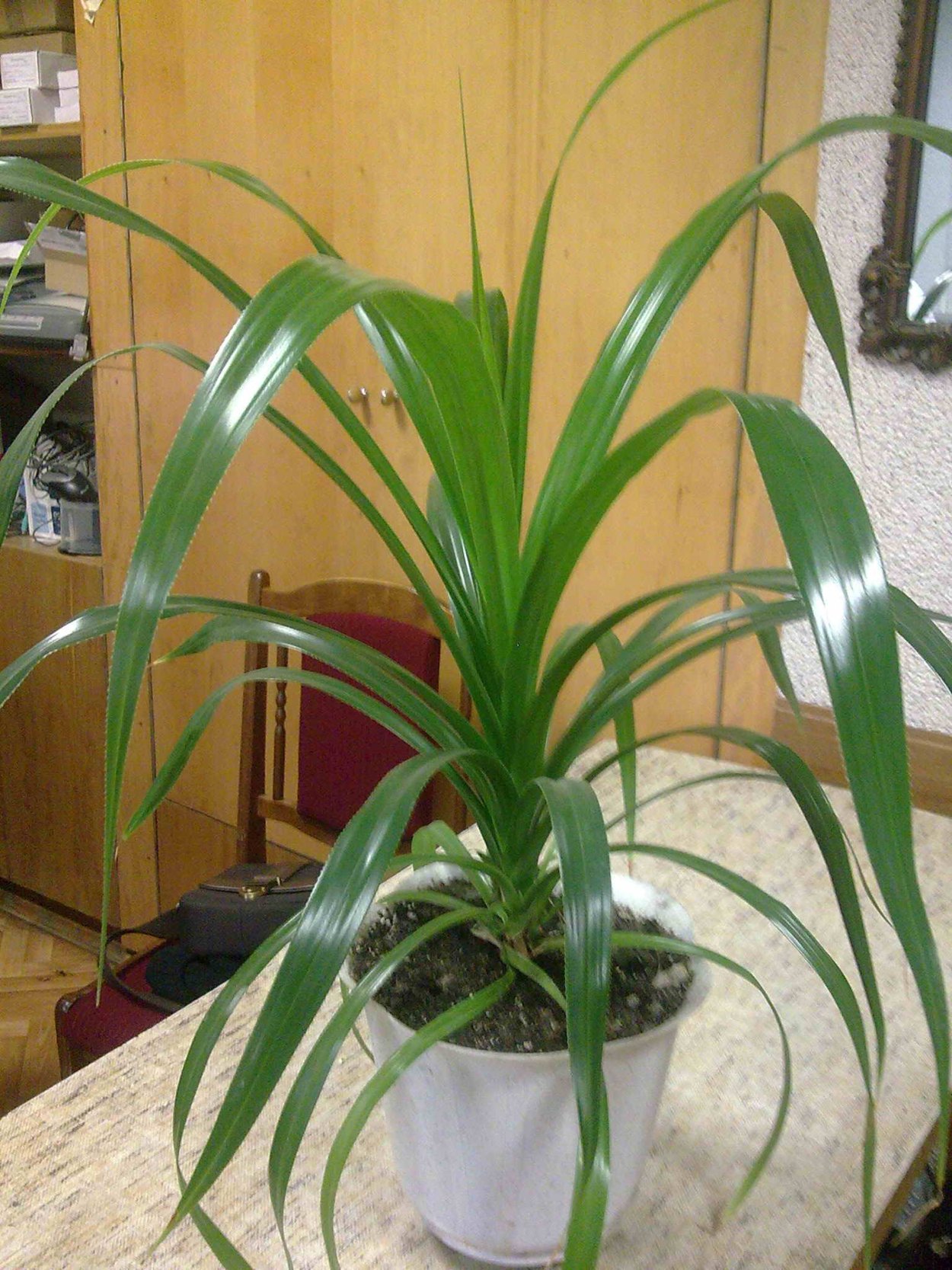 Юкка Драцена панданус