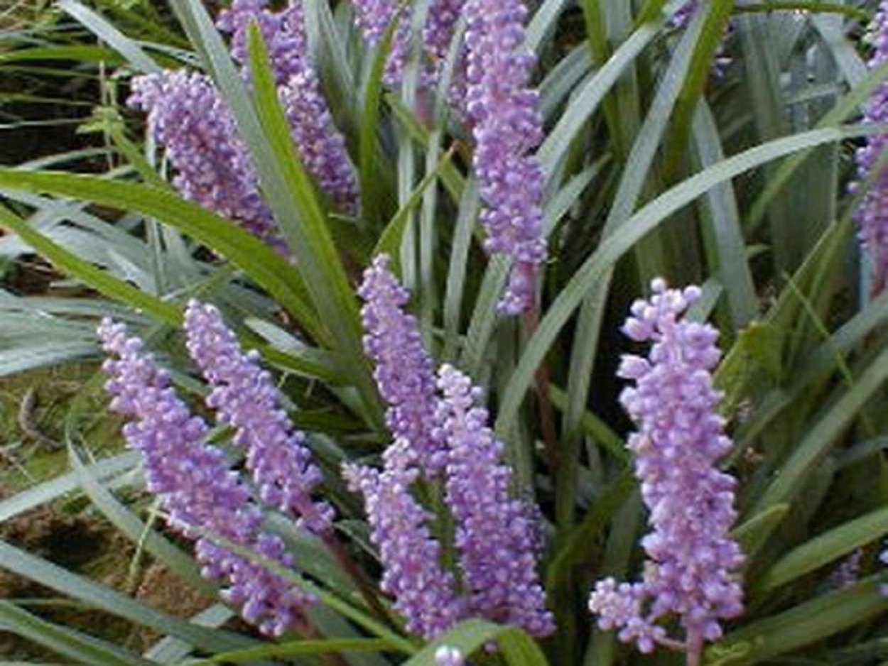 Лириопе (комнатный мышиный гиацинт) деление корневища