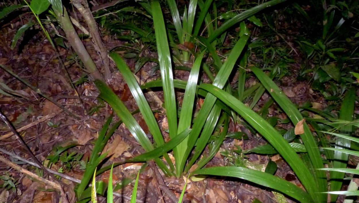 Садовые цветы с длинными листьями