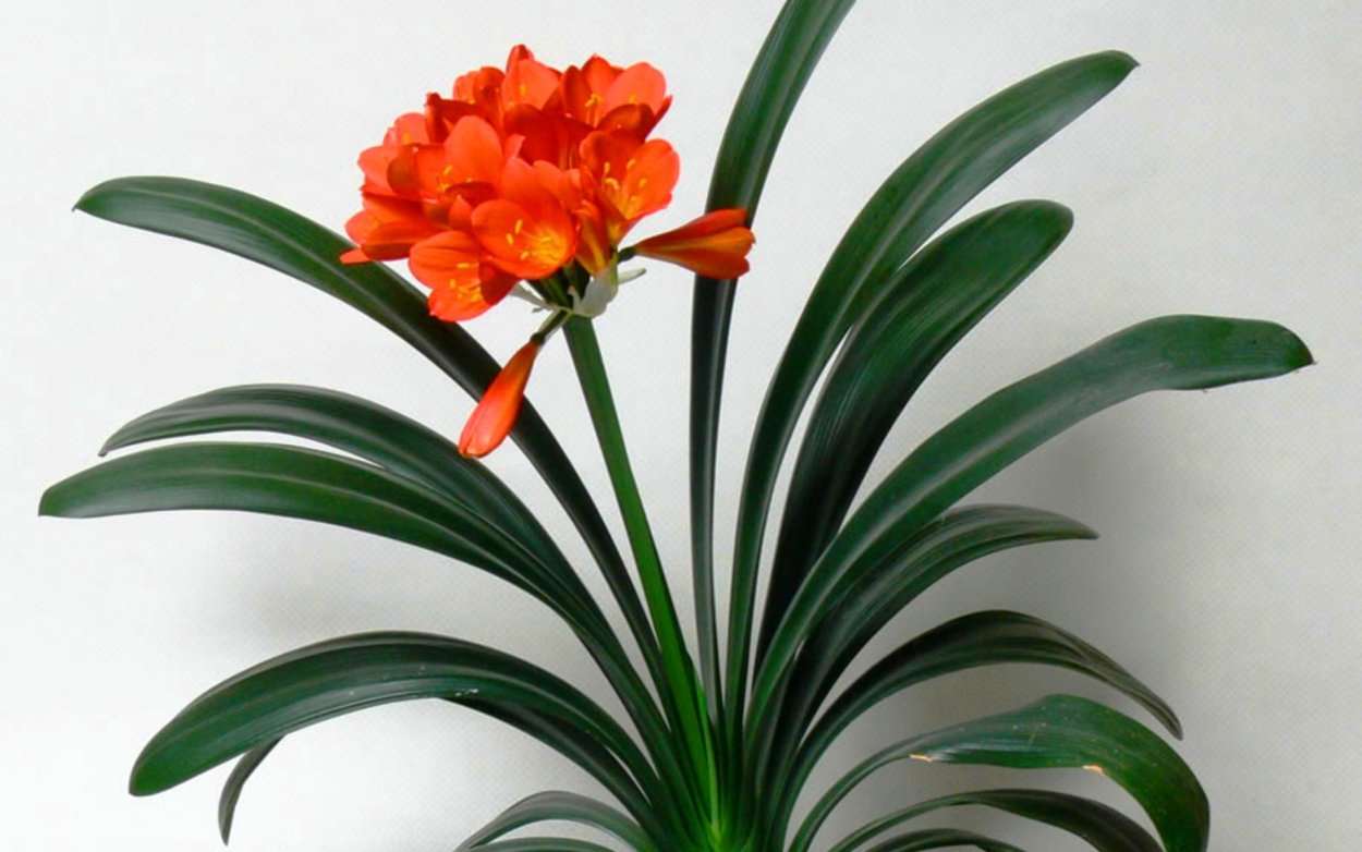 Кливия Clivia miniata (40см)
