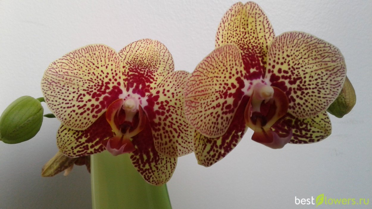 Орхидея фаленопсис Далматин