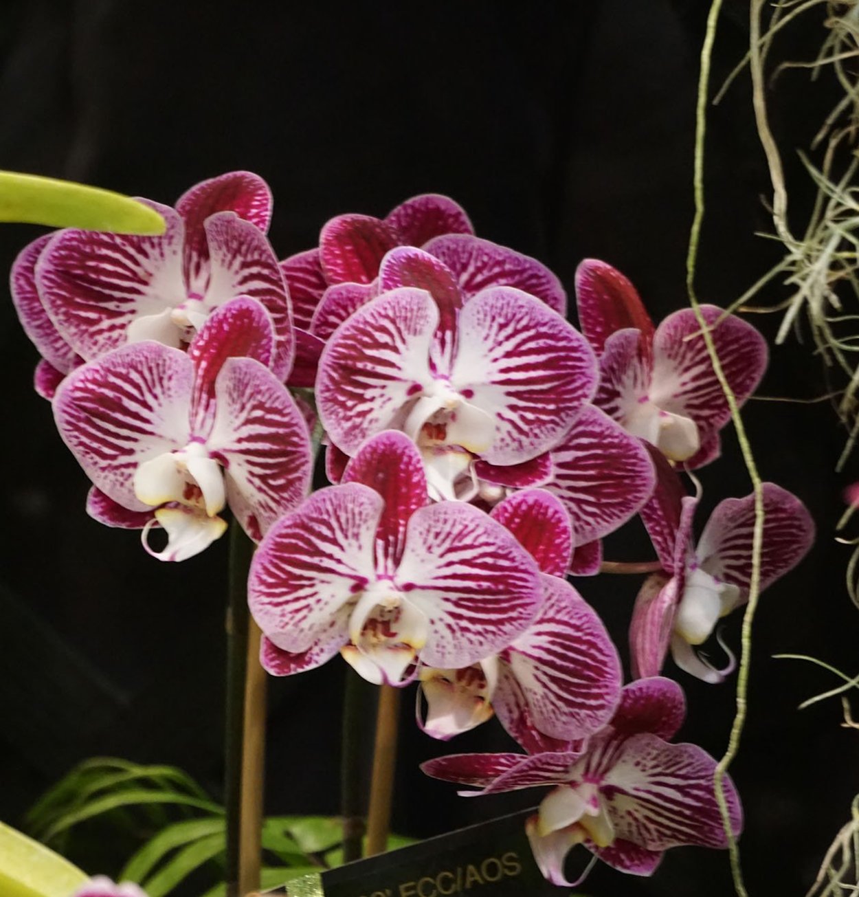 Фаленопсис Hsin spot Leopard