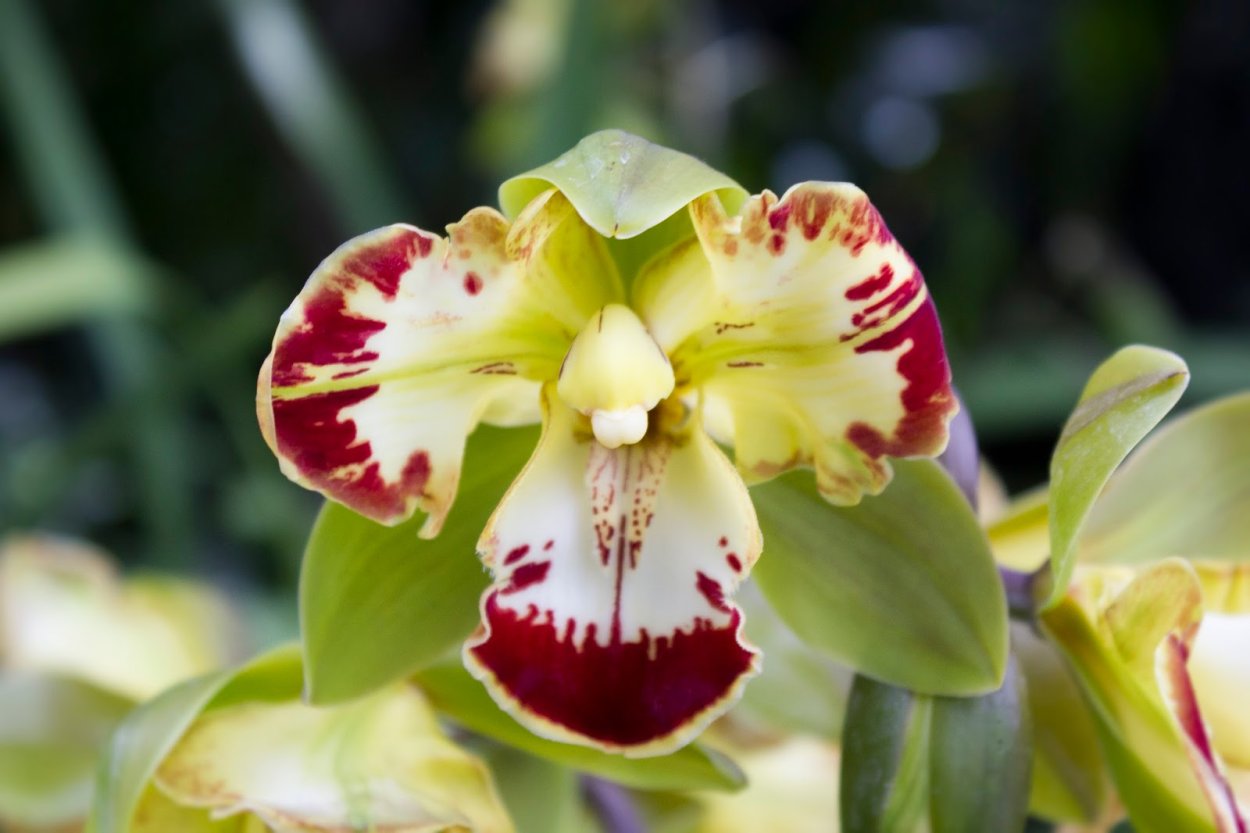 Артикул lioni Orchid