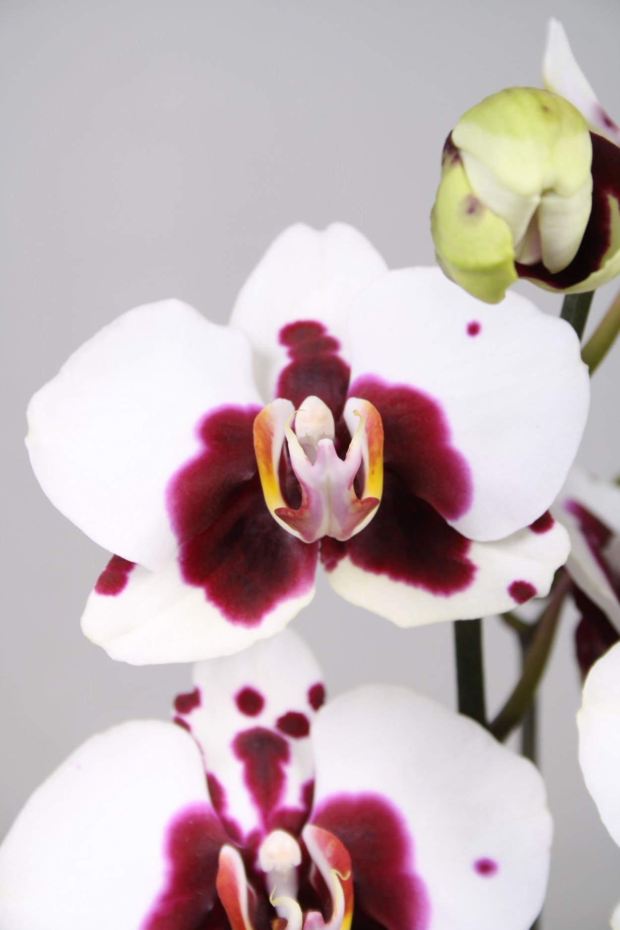 Цимбидиум Грин